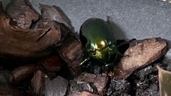 Lagochile emarginata