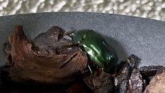 Lagochile emarginata