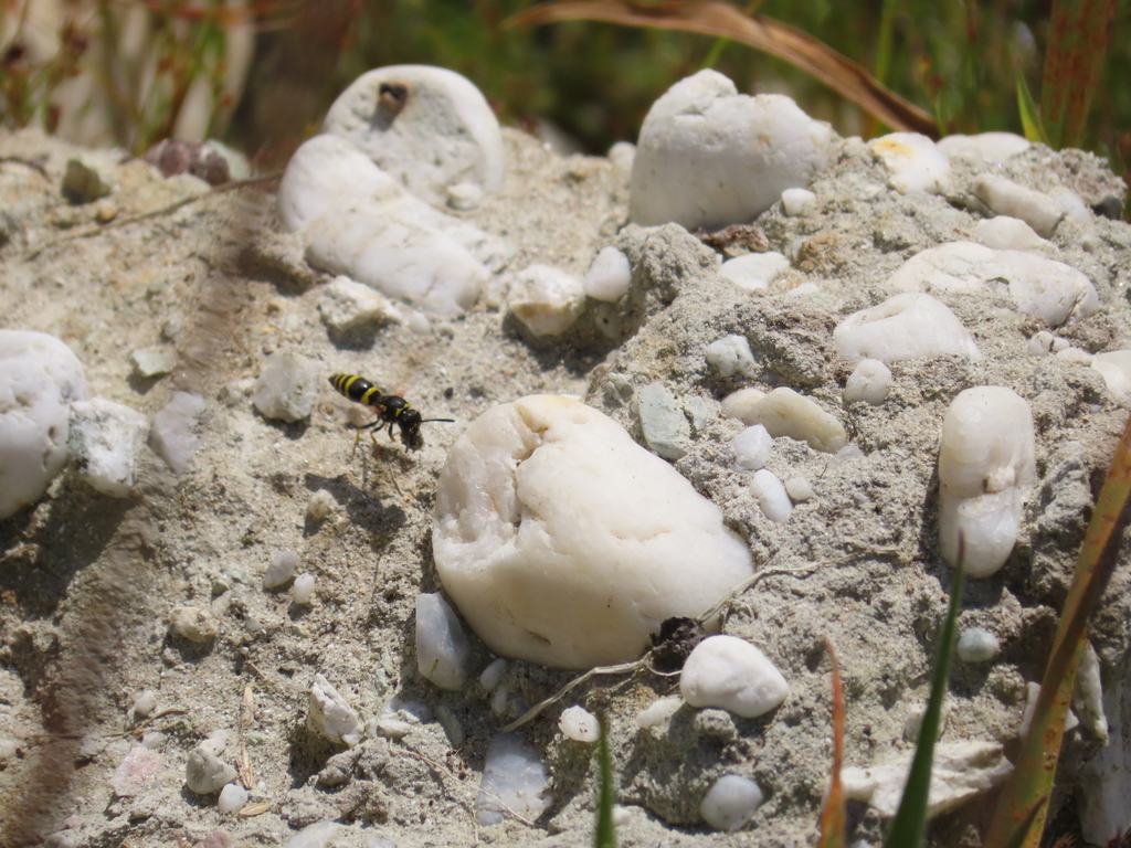 European tube wasp from Kapuka, New Zealand on February 01, 2022 at 11