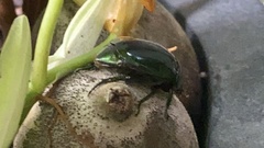 Lagochile emarginata