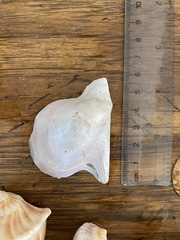 Pteria colymbus