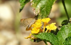 Callimormus saturnus