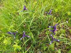 Iris sintenisii