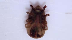 Argasidae
