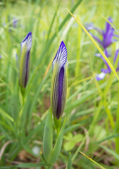 Iris sintenisii