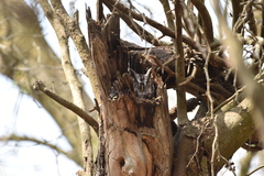 Megascops asio mccallii