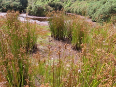 Juncus procerus