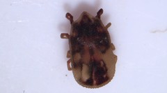 Argasidae