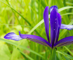 Iris sintenisii