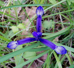 Iris sintenisii