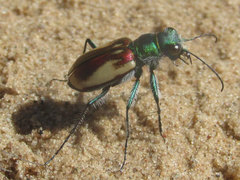 Cicindela scutellaris yampae