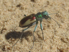 Cicindela scutellaris yampae