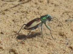 Cicindela scutellaris yampae
