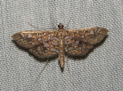 Nausinoe geometralis