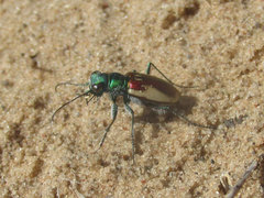 Cicindela scutellaris yampae