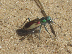 Cicindela scutellaris yampae