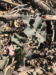 Berberis dictyota