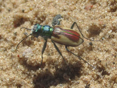 Cicindela scutellaris yampae