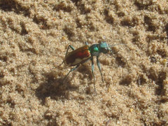 Cicindela scutellaris yampae