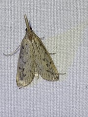 Schoenobius gigantella