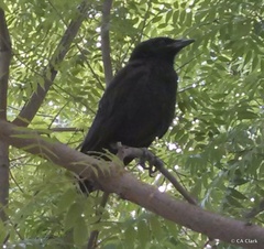 Corvus brachyrhynchos