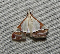 Viettessa margaritalis