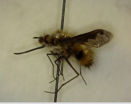 iNaturalist observation photo of Greater Bee Fly