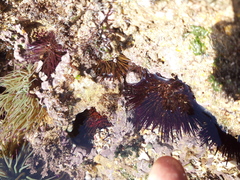 Paracentrotus lividus