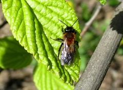 Andrena lapponica