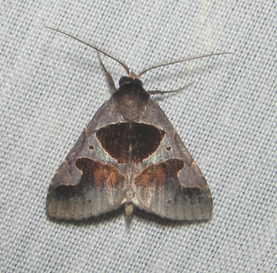 Anoba angulilinea
