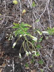 Tournefortia pubescens