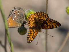 Chlosyne acastus acastus