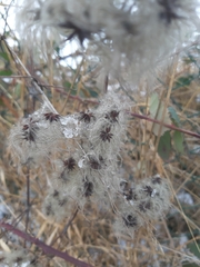 Clematis vitalba