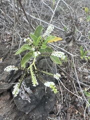 Tournefortia pubescens