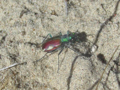 Cicindela scutellaris yampae