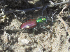 Cicindela scutellaris yampae