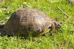 Testudo graeca