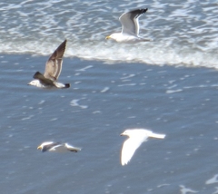 Larus dominicanus