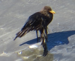 Larus dominicanus