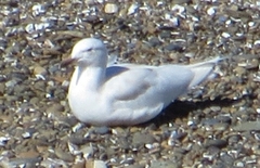 Larus dominicanus