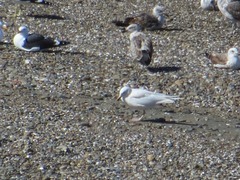Larus dominicanus
