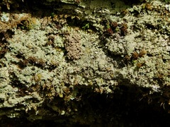 Botryolepraria lesdainii