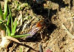 Andrena helvola
