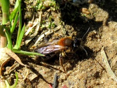 Andrena helvola