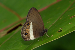 Splendeuptychia ashna