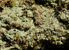 Botryolepraria lesdainii