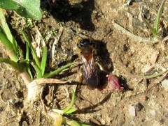 Andrena helvola
