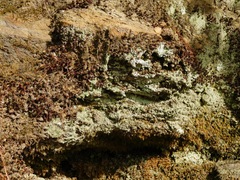 Botryolepraria lesdainii