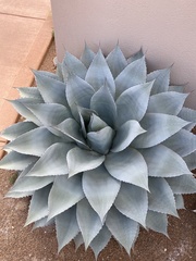 Agave ovatifolia