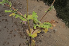 Polyachyrus annuus